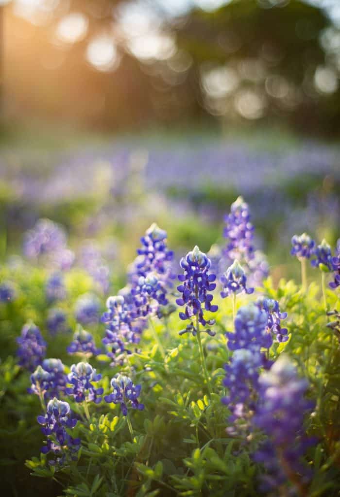 Bluebonnet Flower Best Plants for Bees in Texas