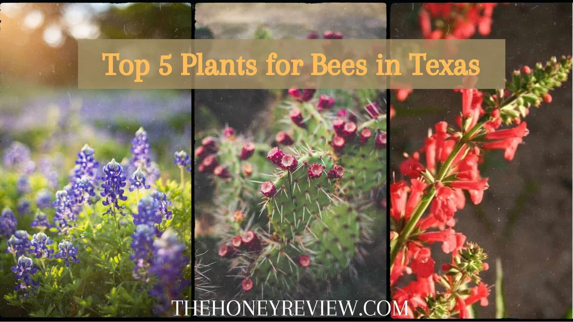 The 5 Best Plants for Bees in Texas