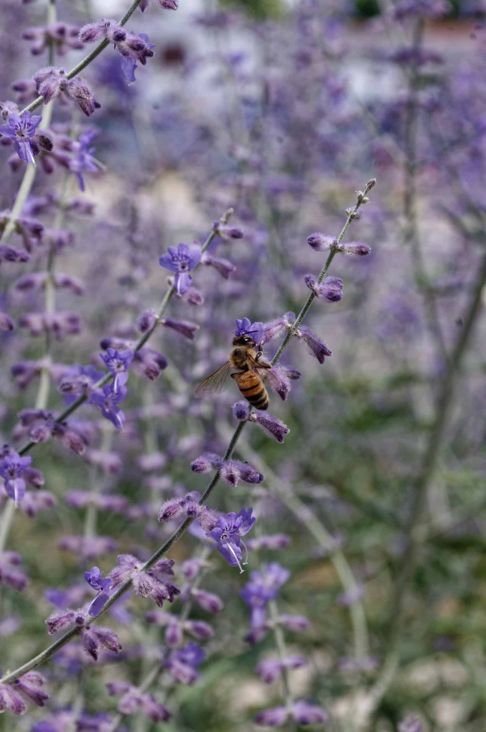 Honeybee on salvia thehoneyreview.com taylor handy