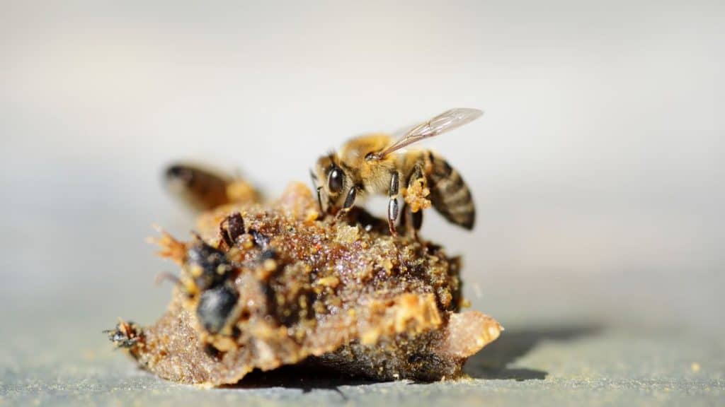 Bees on Propolis The Honey Review