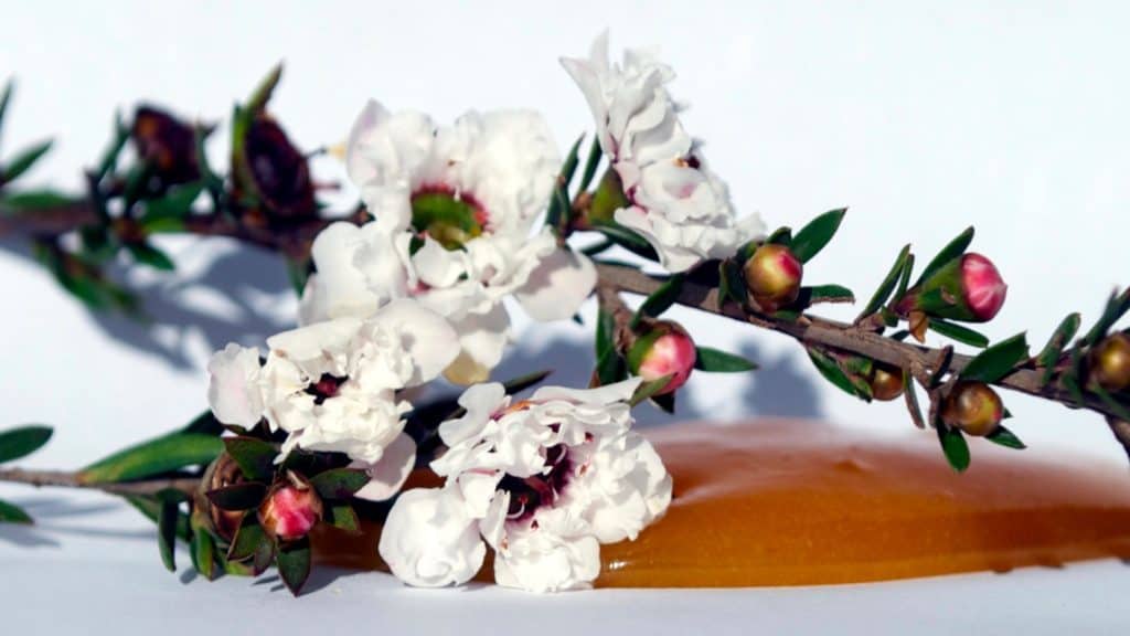 manuka flowers with honey