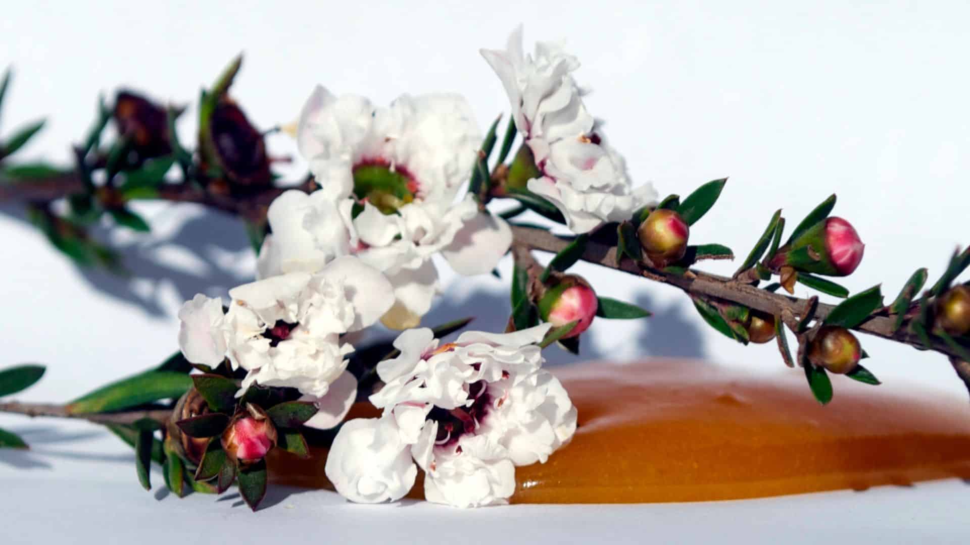 Manuka Honey