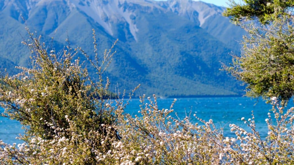 manuka trees in new zealand with mountains and scenery