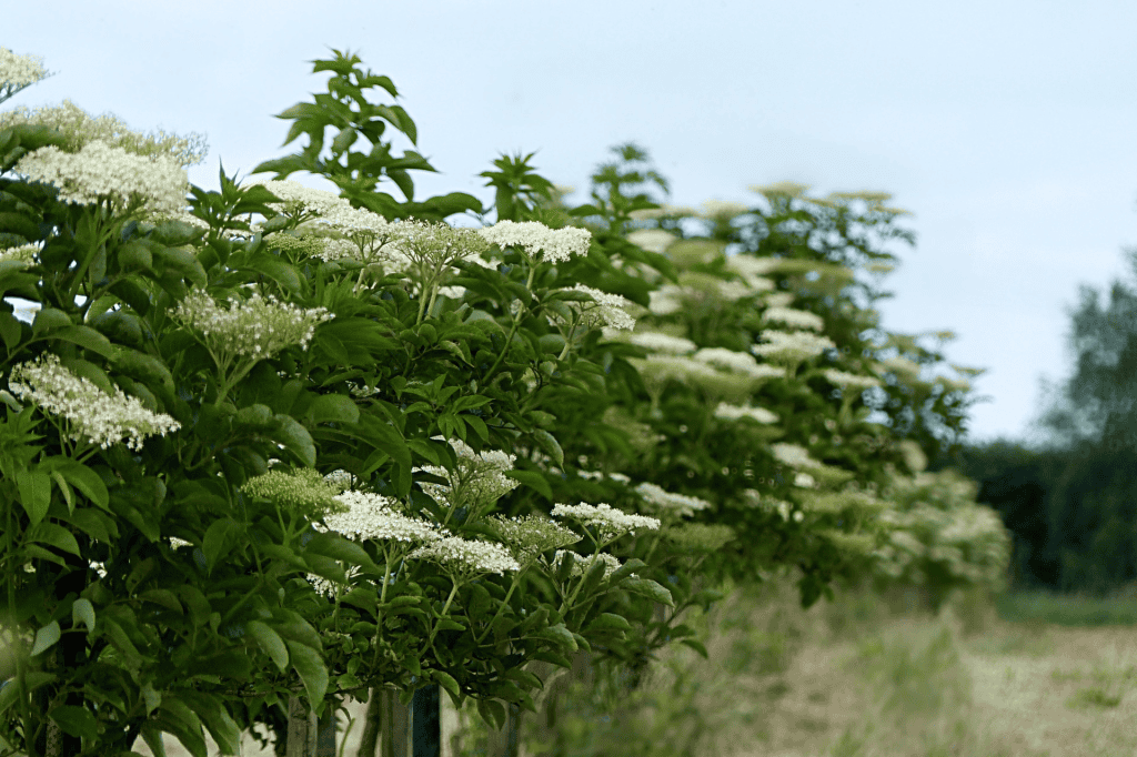 elderberry bush, nature, pollination, health, 